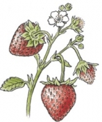 Albion , Strawberry plant
